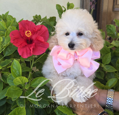 foto%20sito%20cucciolo%20birbe%20-%202026-09-05t125753.590 foto%20sito%20cucciolo%20birbe%20-%202026-09-05t125753.590