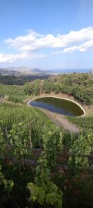 Vineyards on the slopes of Mount Etna for an exclusive wine tasting tour with local Sicilian products.