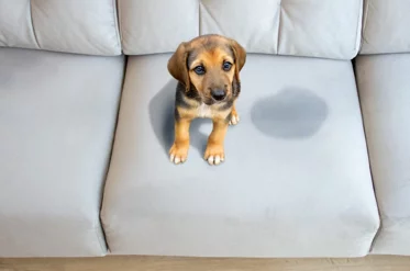 un-cane-che-fa-pipi-sul-divano un-cane-che-fa-pipi-sul-divano