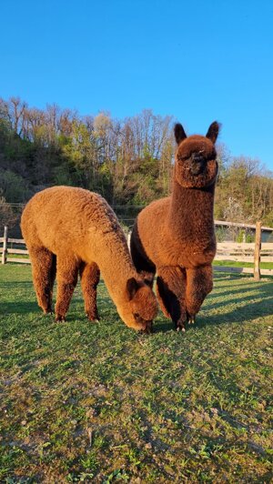 passeggiata-con-alpaca