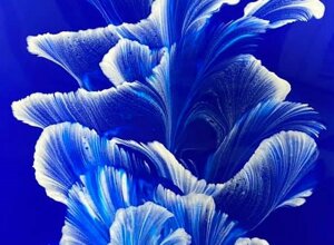 madrepora%20arancione%2050%20cm