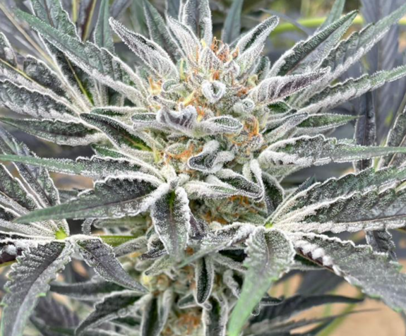 Encuentro medicina del vientre Encuentro medicina del vientre