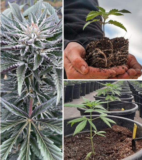 screen shot 2025-07-22 at 13.15.10 screen shot 2025-07-22 at 13.15.10