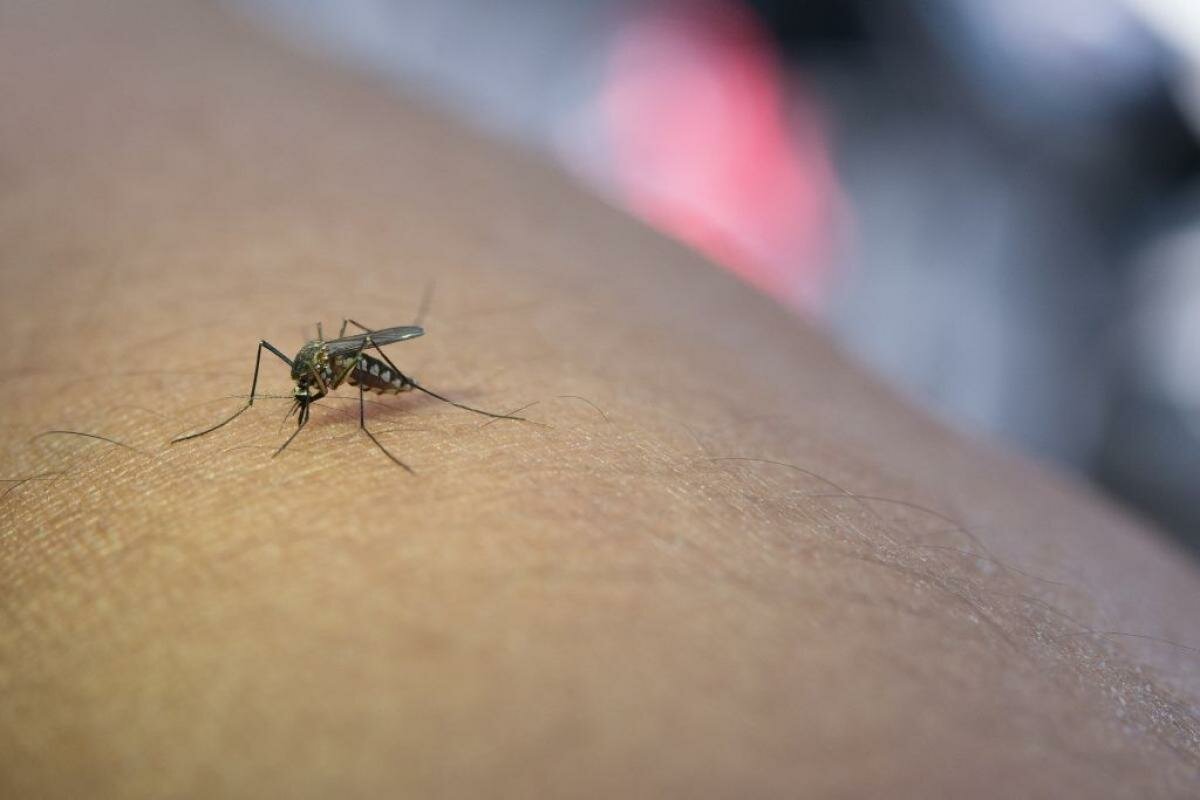 West Nile, primo caso al Papardo: donna di 74 anni ricoverata e gi&agrave; in terapia. Attivate le procedure di sicurezza