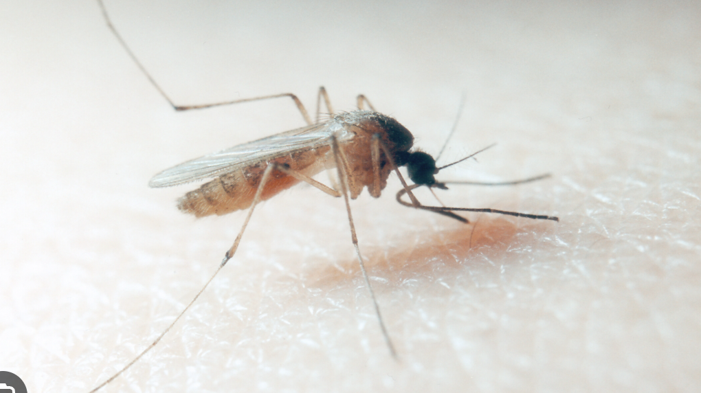 West Nile Virus: allarme in Italia. 455 casi e 21 decessi nel 2025. La chiave &egrave; l&rsquo;approccio One Health