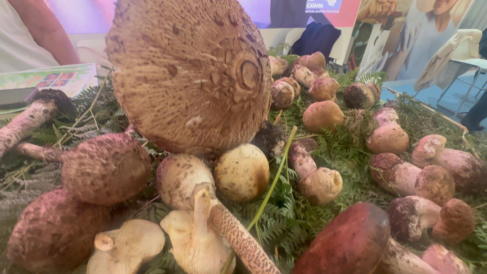 Torna operativo l'ispettorato micologico per prevenire intossicazioni da funghi