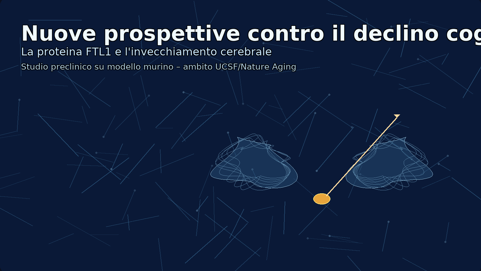 Ftl1, la proteina che accelera l&rsquo;invecchiamento del cervello: lo studio apre nuove piste terapeutiche