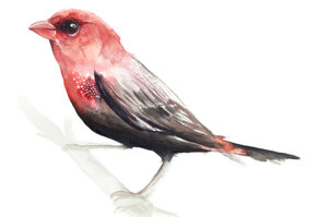 bengali-rouge