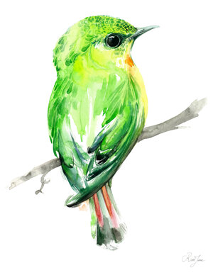 organiste-vert