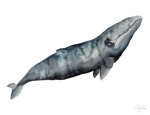 baleine-franche