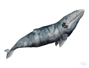 baleine-grise