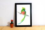 quetzal