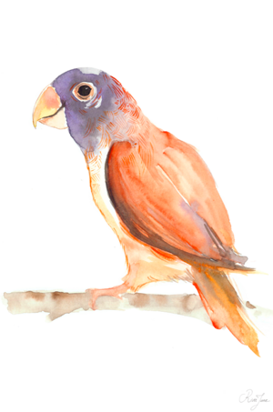 perruche-de-bourke-morph-orange