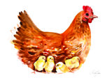 poule-rousse-et-ses-poussins