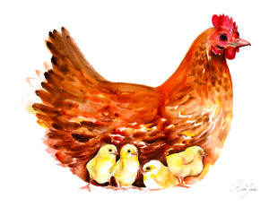 poule-rousse-et-ses-poussins