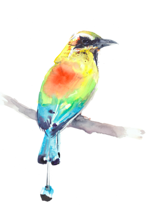 motmot-houtouc