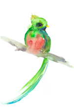 quetzal