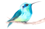 colibri-a-tete-bleue