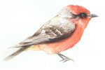 foudi-rouge-de-madagascar