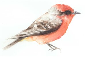 foudi-rouge-de-madagascar