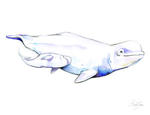 belugas