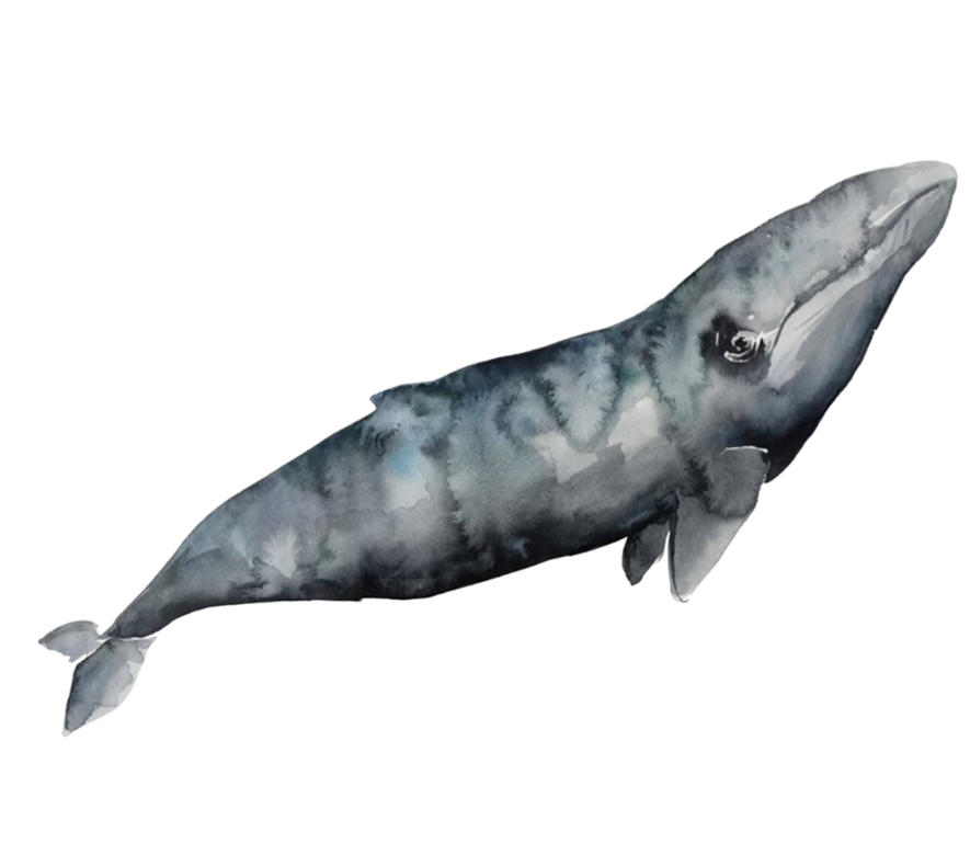 whale river june aquarelle baleine