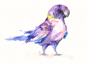 perruche-de-bourke-morph-violet