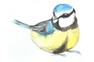 mesange-bleue