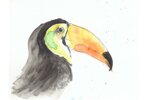 toucan-toco-2