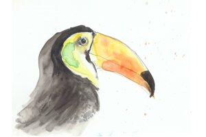 toucan-toco-2