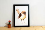 petit-moineau