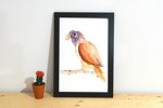 perruche-de-bourke-morph-orange