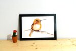 colibri-a-gorge-rubis