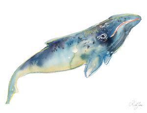 baleine-franche