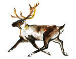 caribou-et-son-petit