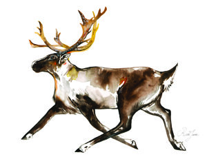 caribou