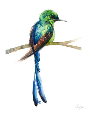 colibri-a-queue-fourchue