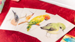 colibri-a-gorge-rubis