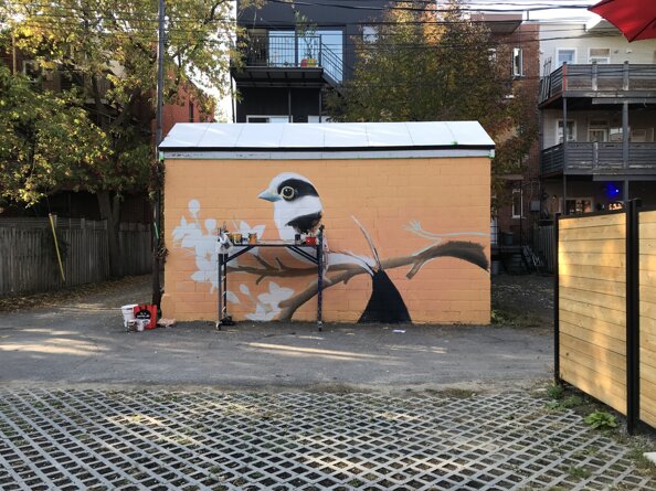 murale l'eurylaime de gould ou argentéeriver-june-montreal.jpeg murale l'eurylaime de gould ou argentéeriver-june-montreal.jpeg
