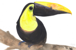 toucan-toco