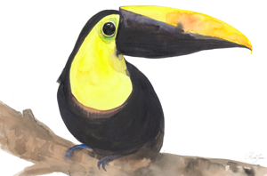 toucan-toco