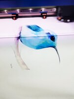 colibri-a-tete-bleue