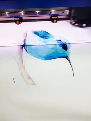 colibri-a-tete-bleue