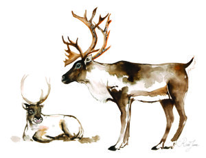 caribou-et-son-petit
