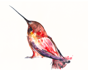 colibri-a-gorge-rubis