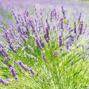 home-dst_13_erbe.jpeg home-dst_13_erbe.jpeg