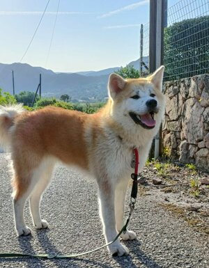 Strutture Pet Friendly Sardegna