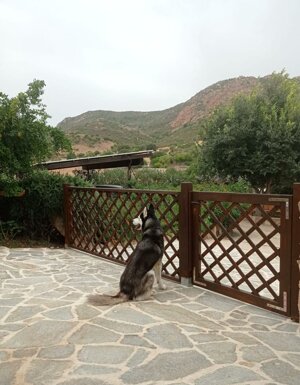 Strutture Pet Friendly Sardegna
