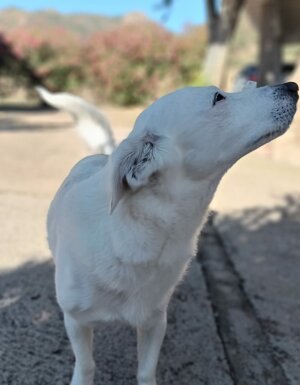 Strutture Pet Friendly Sardegna