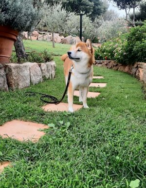 Strutture Pet Friendly Sardegna